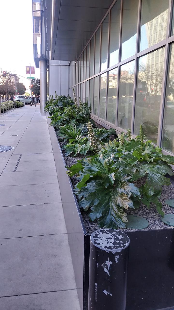 stone planter filled with large-leafed green plants with understated flower spikes in front of an office windowfront